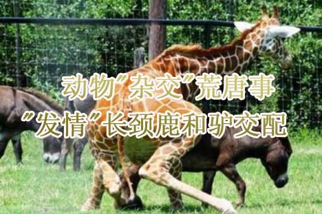 周刊:发情长颈鹿与驴交配+康菲否认蓬莱油田再