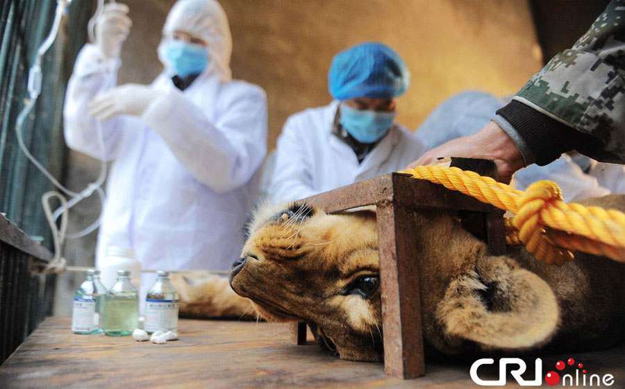 武汉动物园非洲狮摘除3斤重肿瘤现场(高清组图