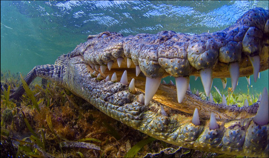 鳄鱼锋利的牙齿正对着他的相机,留下了令人惊惧的精彩照片.
