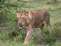 南非水牛痛擊獅子