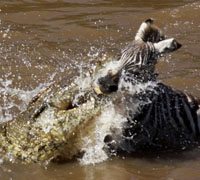 斑马渡河遭鳄鱼袭击