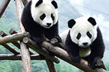 成都污染:大熊貓知道嗎