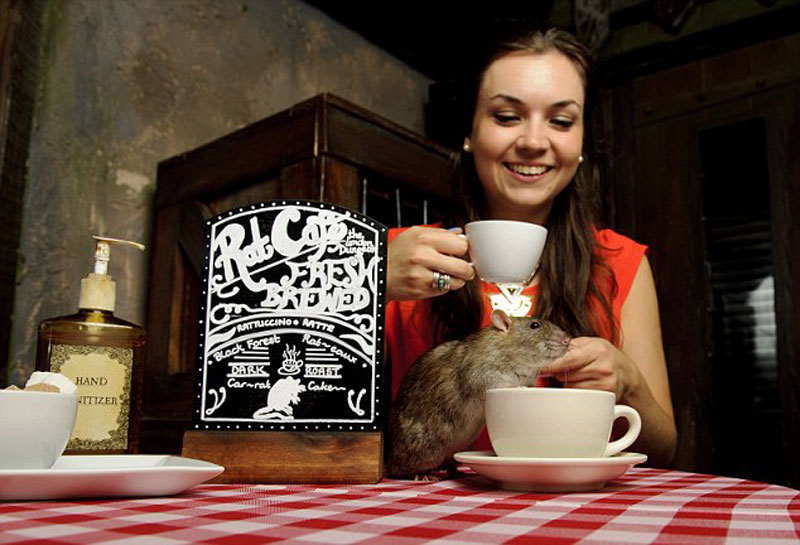 英国"老鼠咖啡屋"开张 顾客喝咖啡时18只老鼠满屋跑(高清组图)【2】