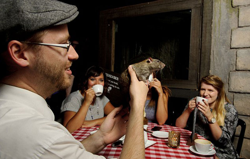 英国"老鼠咖啡屋"开张 顾客喝咖啡时18只老鼠满屋跑(高清组图)【6】