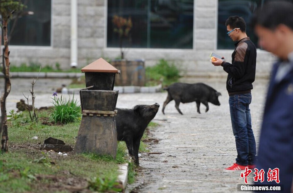 云南香格里拉普达措国家公园 “二师兄”向游客卖萌乞食