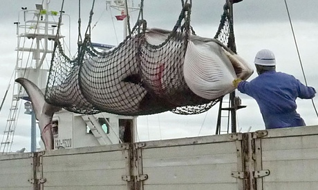 日本欲绕过联合国禁令 继续重启捕鲸活动