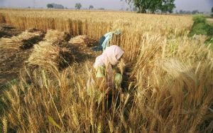 孟加拉国的农民正在收割小麦.