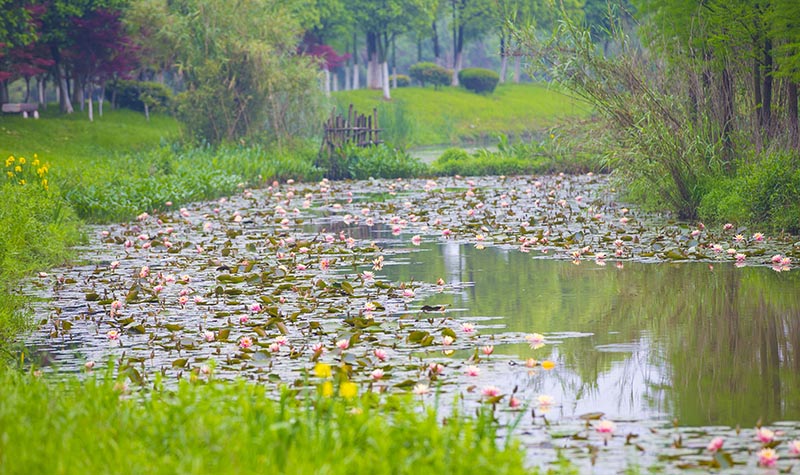 4月24日記者在南昌艾溪湖濕地公園採訪城市濕地情況。 中國氣象報社記者庄白羽 攝