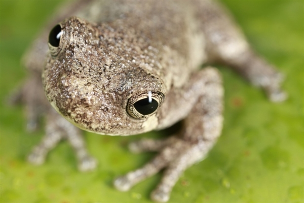 青蛙可快速进化出农药抗性