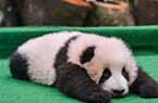 中國旅馬大熊貓寶寶
