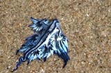 澳大利亞海灘現藍色生物