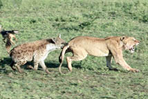 餐鬣狗与狮子大打出手