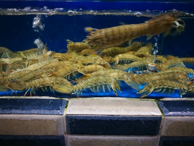皮皮虾“拯救”海洋？