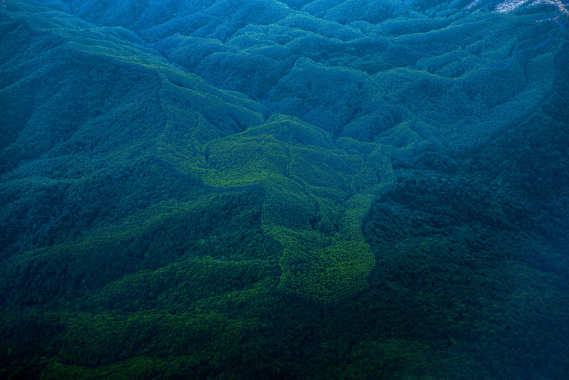 《珠江邊的林海》 杜小紅 攝