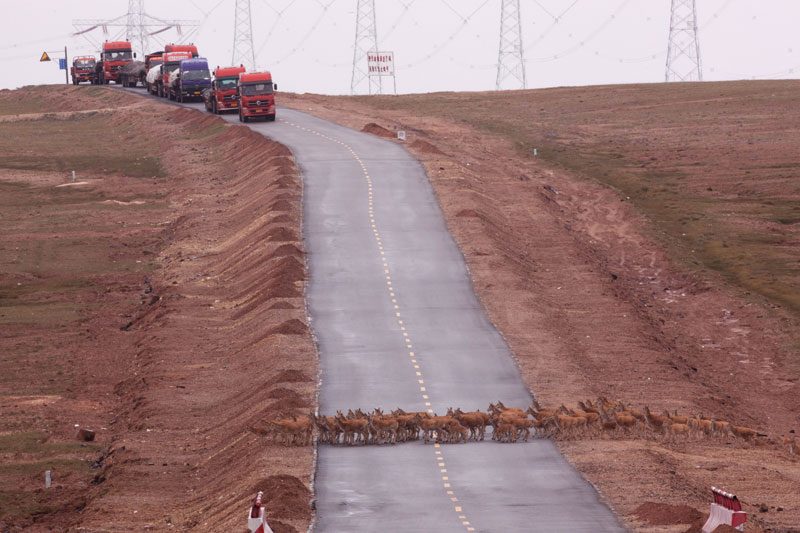 《藏羚羊過馬路》 奚志農 攝