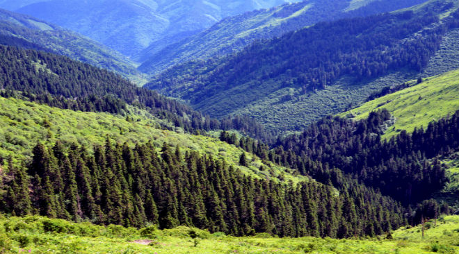 退耕還林20年來，山谷的樹木已經長成，成為最亮麗的風景線。
