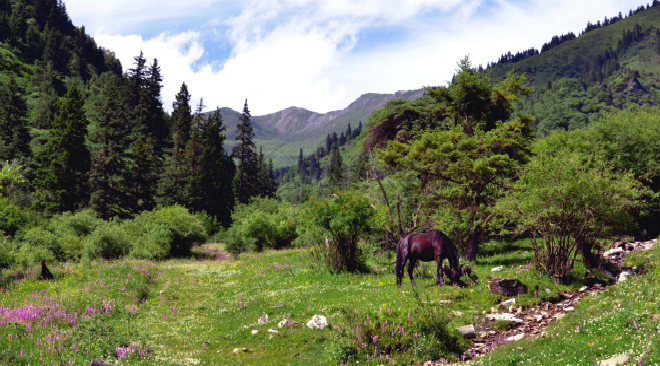  山腳下，一匹紅馬悠然吃草。