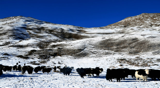冬天，村民在高山牧場中帶牦牛群轉場。