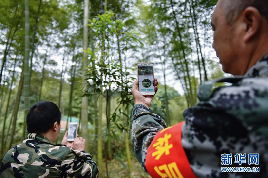 10月24日，贵州省赤水市葫市国有林场竹海工区的生态护林队员汤小平（右）与一名同事使用手机应用识别竹林中的植物。新华社记者李芒茫摄