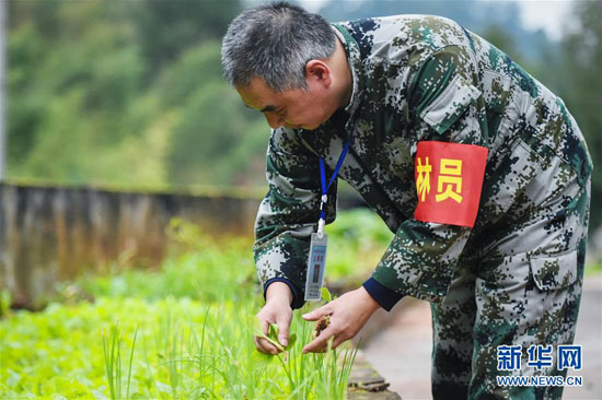 10月24日，贵州省赤水市葫市国有林场竹海工区主任李永福在驻地摘取护林员们自己种植的蔬菜。新华社记者李芒茫摄