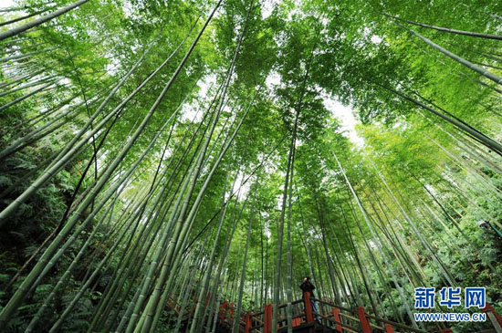10月24日，一名摄影爱好者在贵州省赤水市的赤水竹海国家森林公园里拍照。新华社发（杨文斌摄）