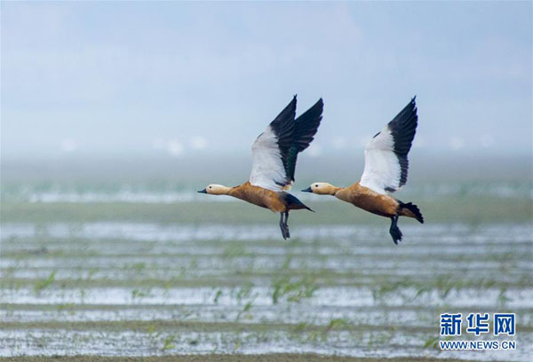 江西鄱陽湖：濕地成候鳥樂園