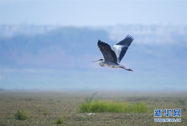 12月13日，蒼鷺在江西鄱陽湖都昌濕地上空飛翔。  新華社發（傅建斌 攝）
