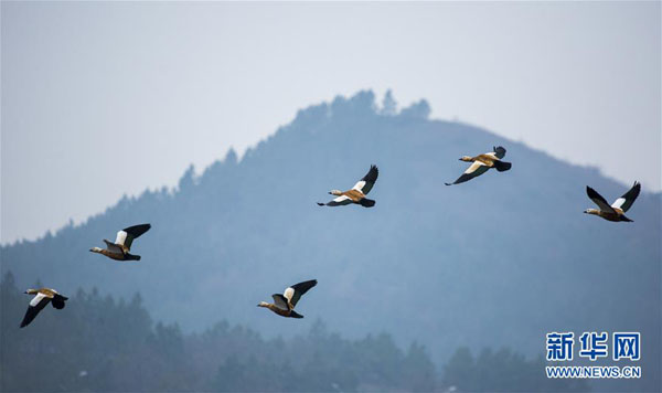 12月13日，赤麻鴨在江西鄱陽湖都昌濕地上空飛翔。  新華社發（傅建斌 攝）