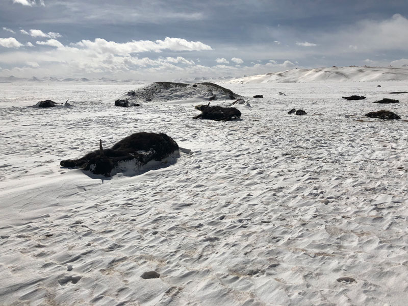 青海省玉樹州大雪過后凍死的牲畜