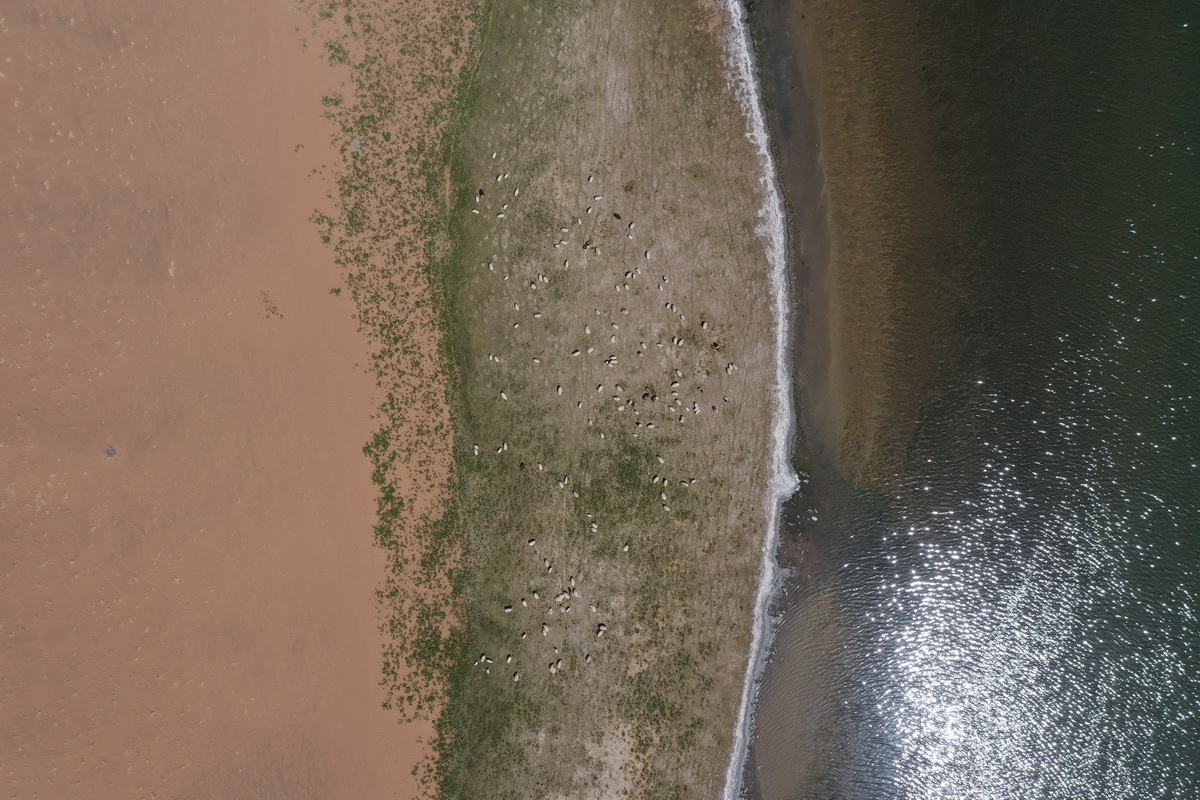 5月31日，羊群在巴丹吉林沙漠音德日圖湖湖畔休憩（無人機照片）。