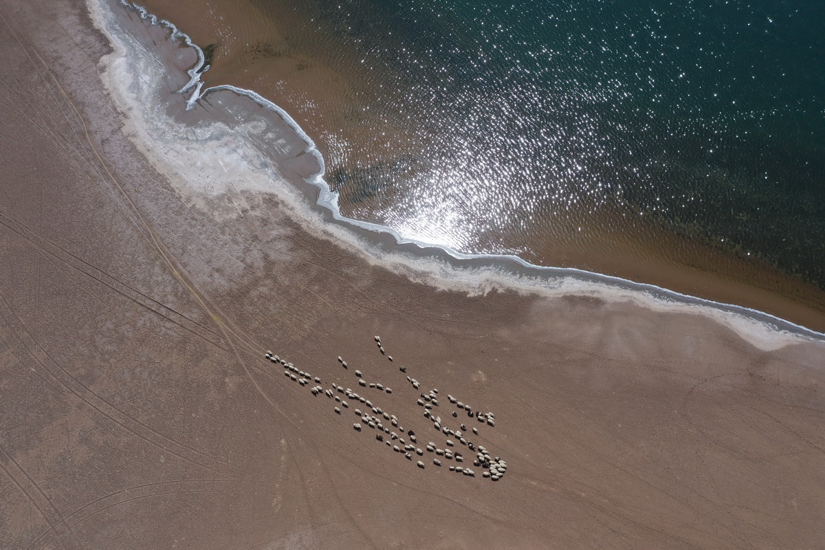 5月31日，羊群在巴丹吉林沙漠音德日圖湖湖畔休憩（無人機照片）。