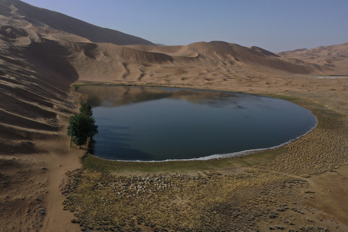 5月30日，羊群在巴丹吉林沙漠一處沙漠湖泊的湖畔休憩（無人機照片）。