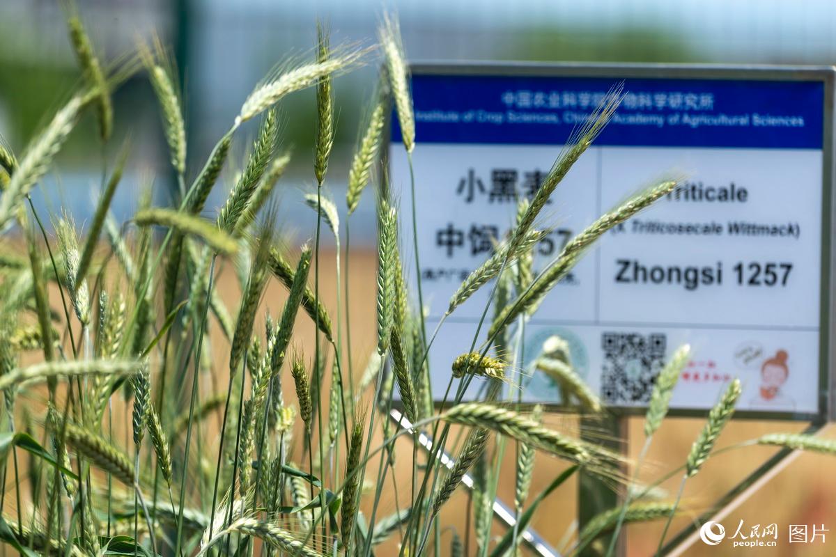 北京：“最貴”麥田迎來收割期 “金麥穗”沉甸甸【6】