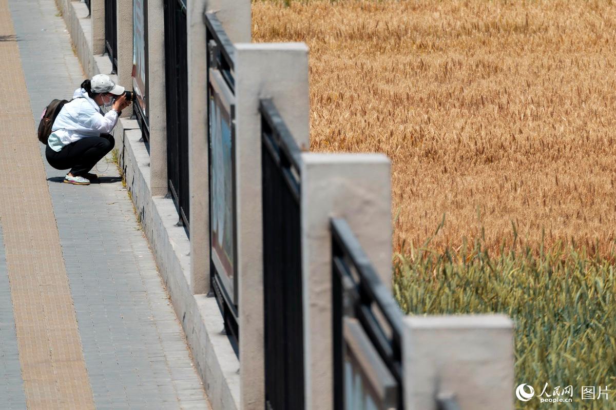 北京：“最貴”麥田迎來收割期 “金麥穗”沉甸甸【5】