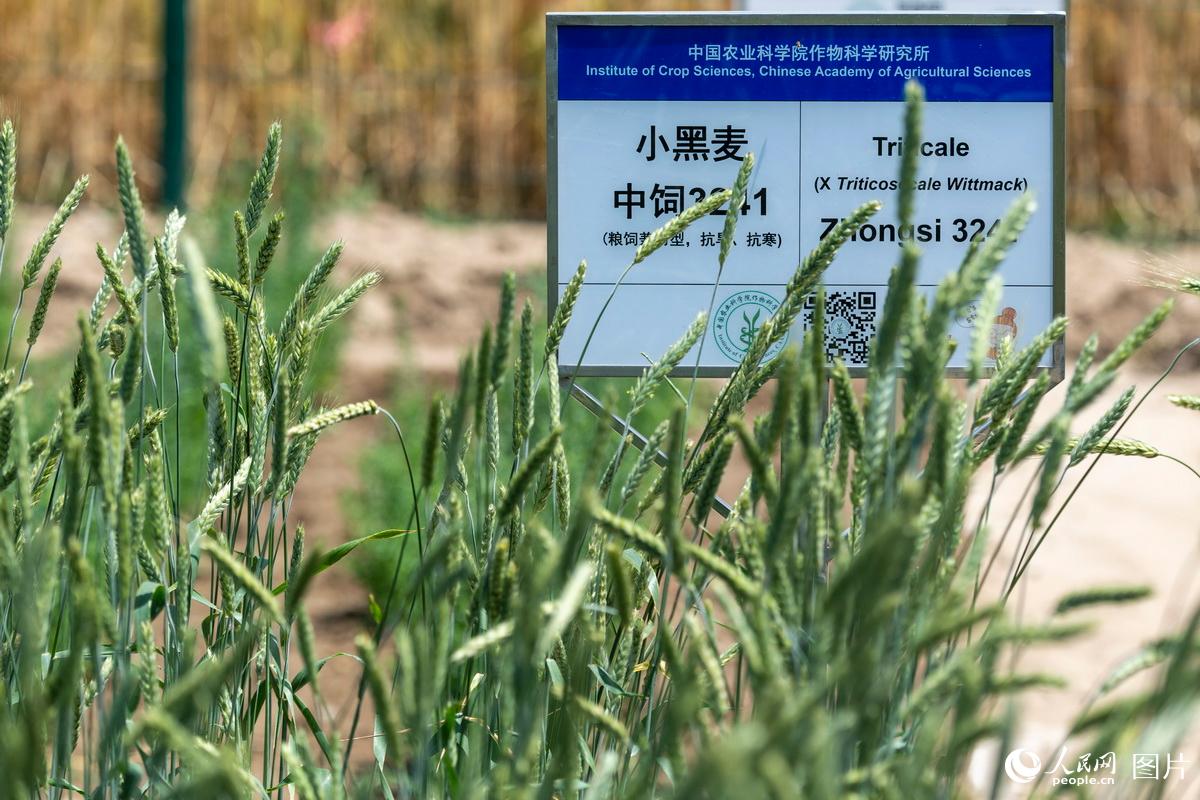 北京：“最貴”麥田迎來收割期 “金麥穗”沉甸甸【8】