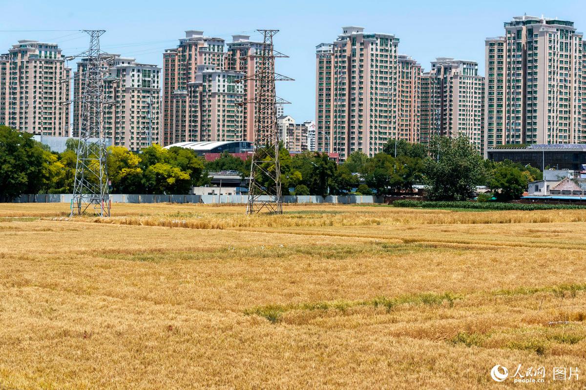 北京：“最貴”麥田迎來收割期 “金麥穗”沉甸甸