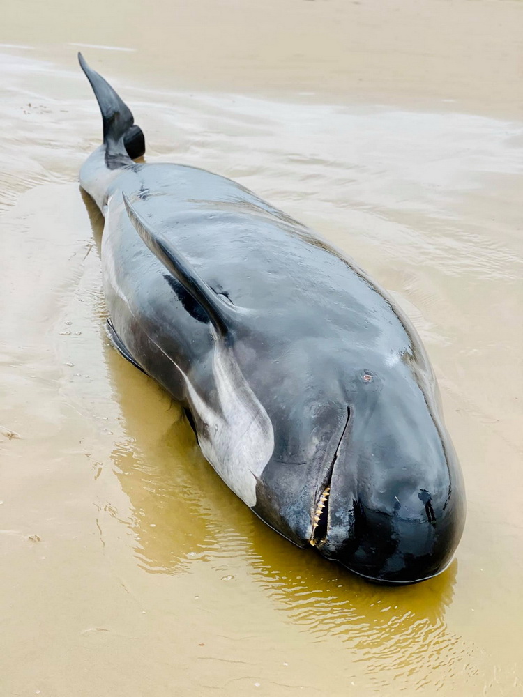 这是9月22日在澳大利亚塔斯马尼亚岛西海岸麦夸里海港拍摄的搁浅的鲸。新华社/路透
