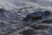 海龜征途