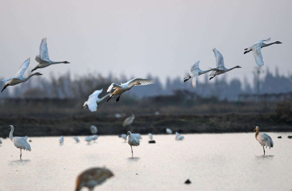 12月21日，天鵝等候鳥在南昌五星白鶴保護小區上空飛翔。