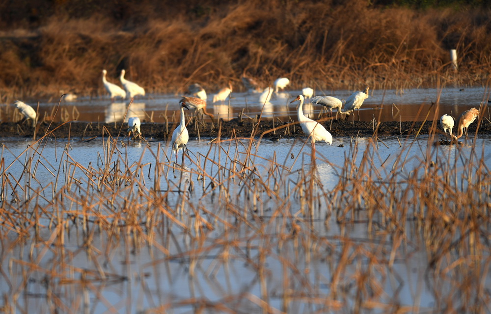 12月21日，白鶴等候鳥在南昌五星白鶴保護小區的濕地中棲息覓食。