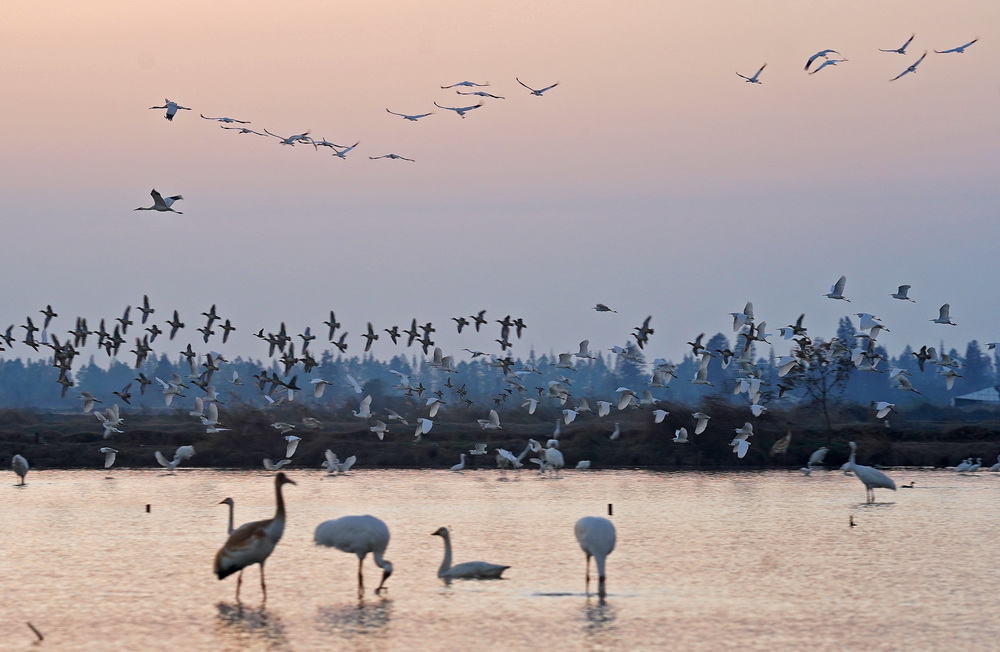 12月21日，候鳥在南昌五星白鶴保護小區的濕地中棲息覓食。