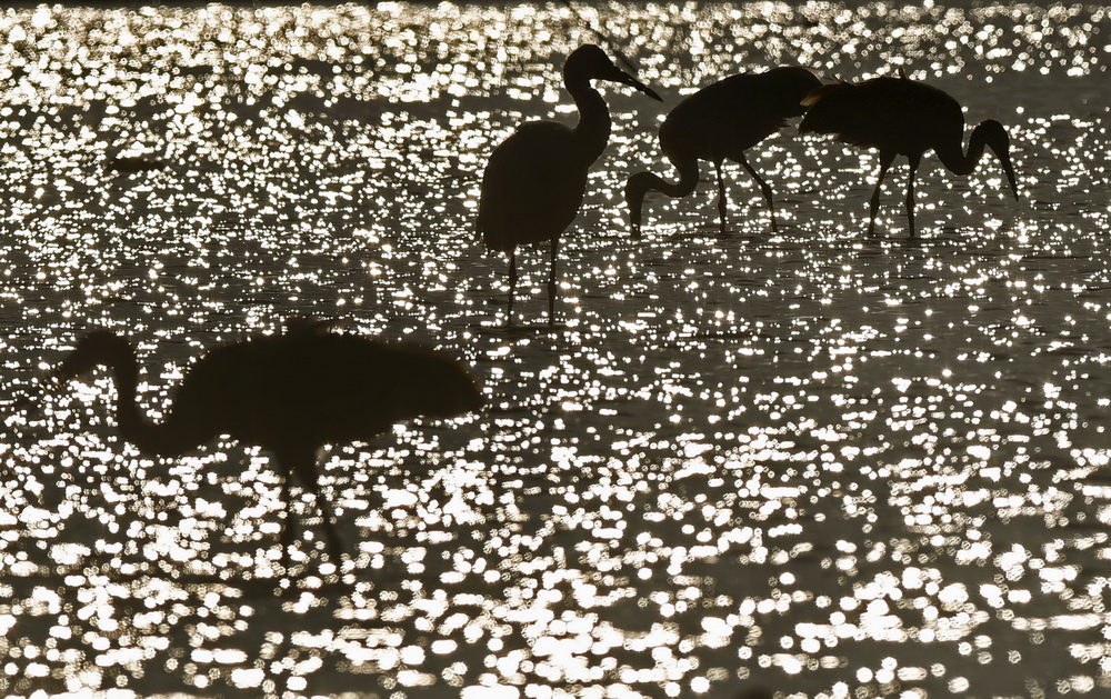 12月21日，白鶴在南昌五星白鶴保護小區的濕地中覓食。
