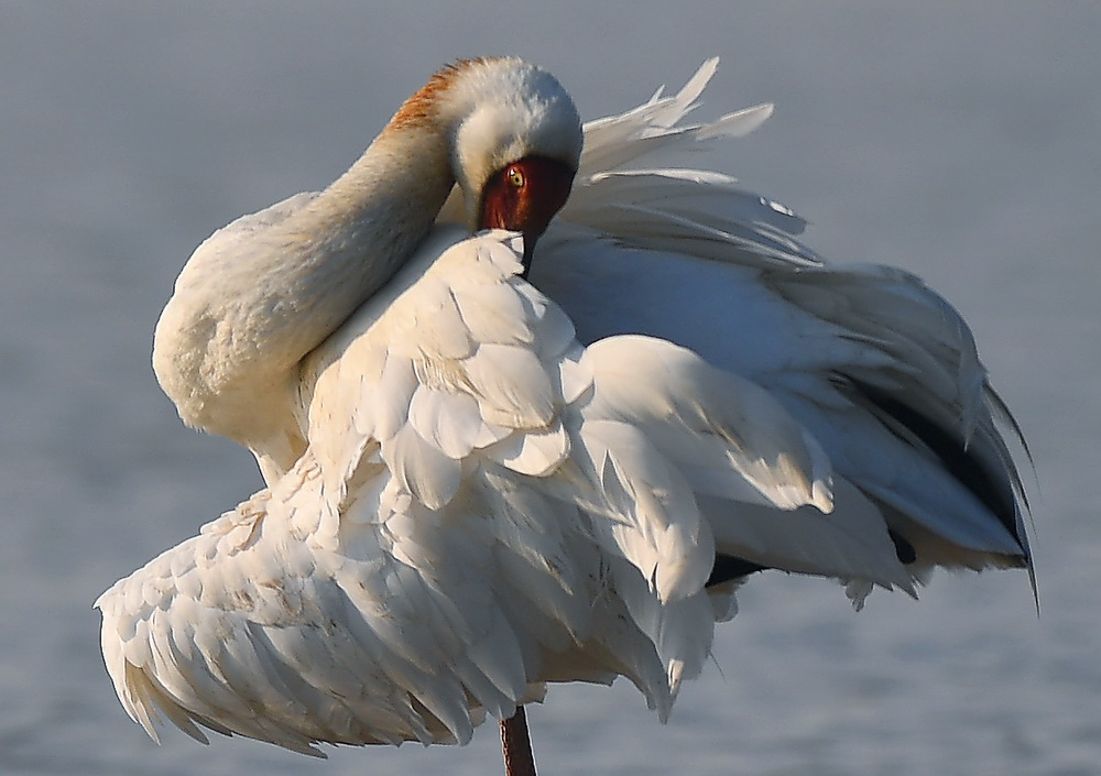 12月21日，白鶴在南昌五星白鶴保護小區的濕地中棲息。