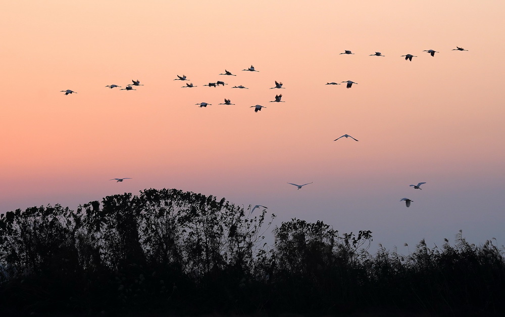 12月21日，白鶴等候鳥在南昌五星白鶴保護小區上空飛翔。