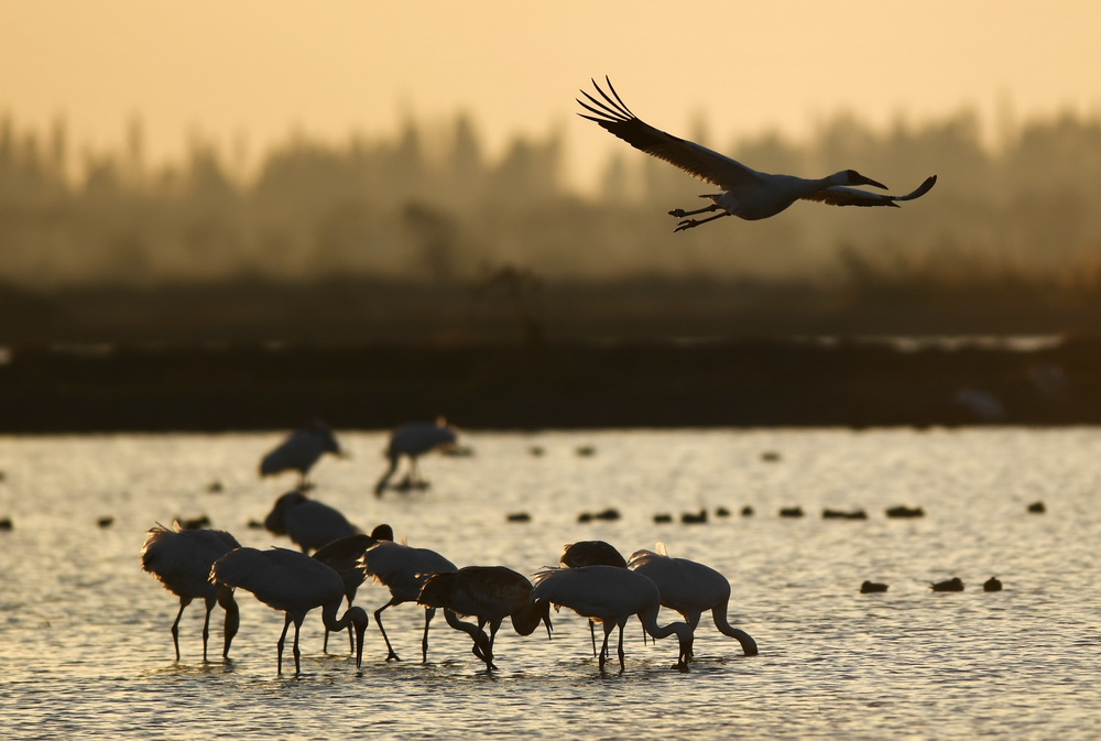 12月21日，白鶴等候鳥在南昌五星白鶴保護小區的濕地中覓食。