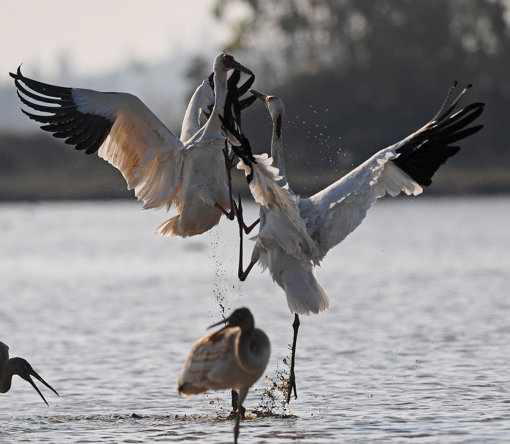 12月21日，白鶴在南昌五星白鶴保護小區的濕地中嬉戲。