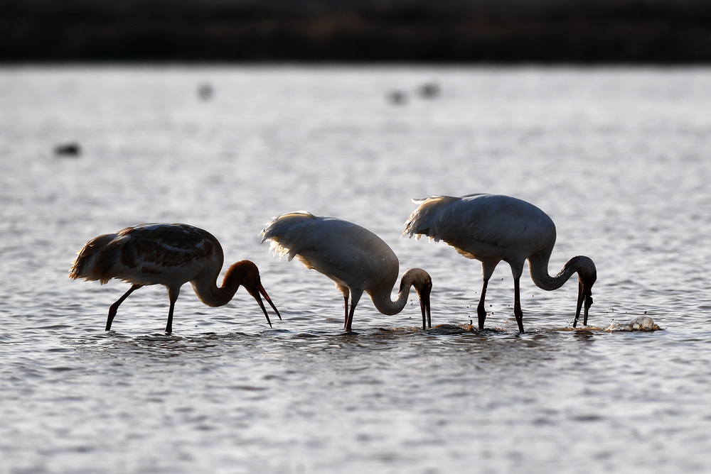 12月21日，幾隻白鶴在南昌五星白鶴保護小區的濕地中覓食。
