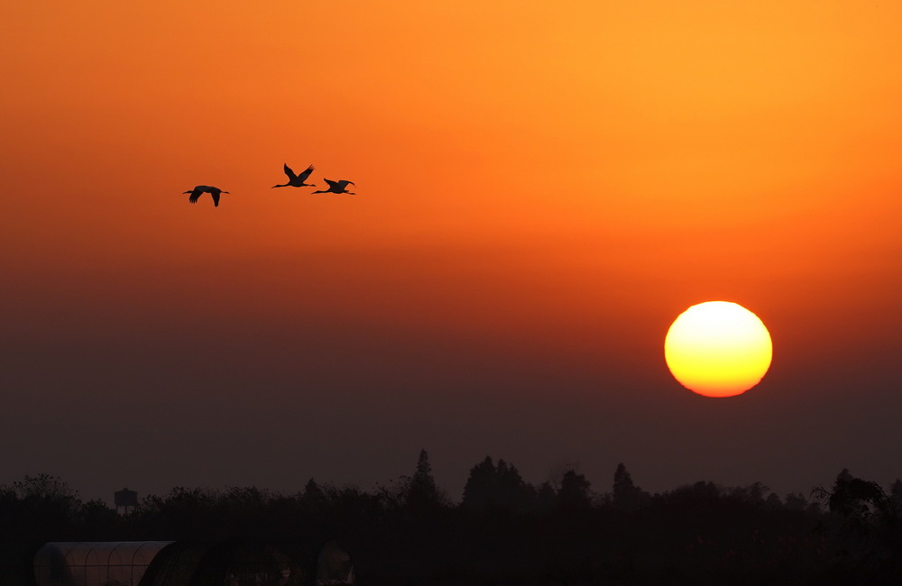 12月21日，幾隻白鶴在南昌五星白鶴保護小區上空飛翔。