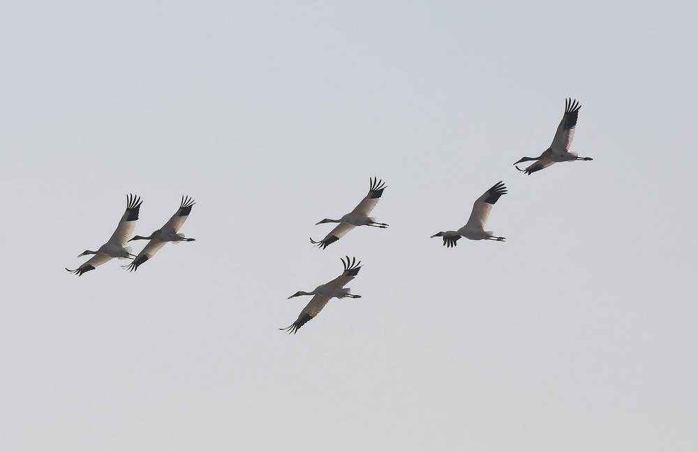 12月21日，白鶴在南昌五星白鶴保護小區上空飛翔。