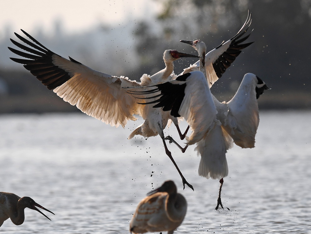 12月21日，白鶴在南昌五星白鶴保護小區的濕地中嬉戲。
